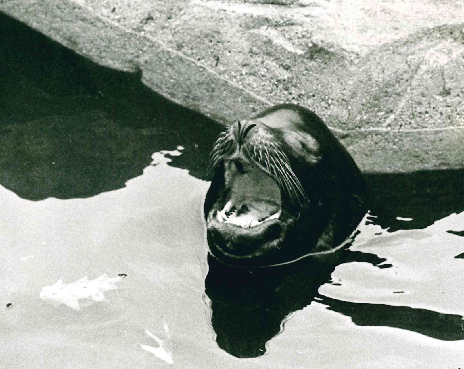 Chumley the sea lion
